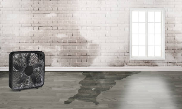 Best Sewage cleanup and water damage restoration  in Norwood, NJ
